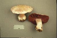 Cortinarius pulchrifolius image