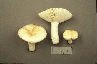 Russula raoultii image