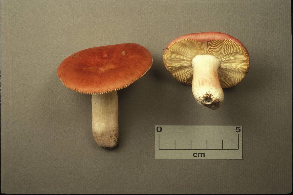 Russula mira image