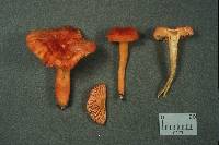 Hygrocybe miniata image