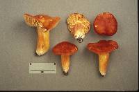 Hygrocybe punicea image