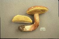 Boletus subcaerulescens image