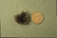 Stemonitis fusca image