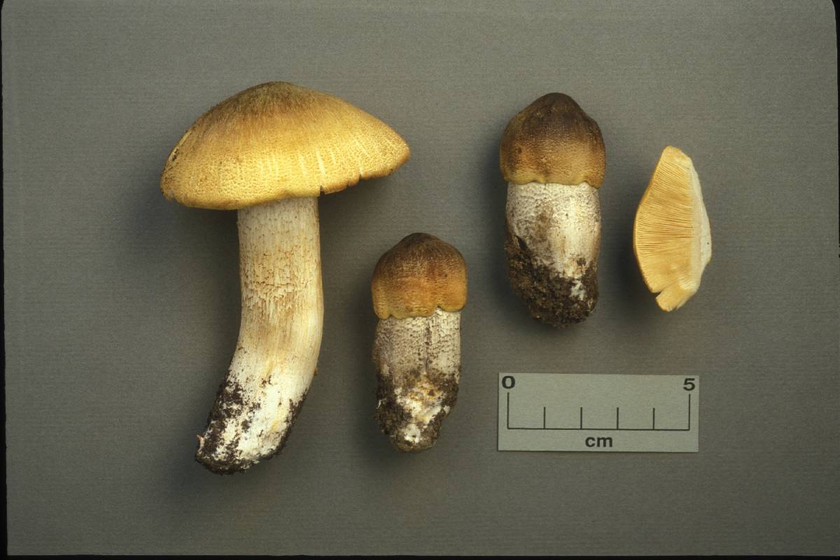 Tricholoma quercetorum image