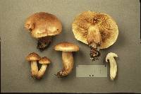 Tricholoma transmutans image