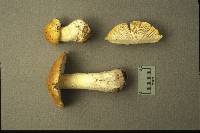 Tricholoma subluteum image