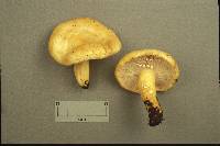 Lactarius aspideoides image