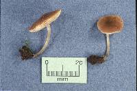 Pluteus podospileus image