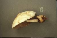 Volvariella bombycina image