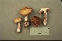 Cortinarius porphyropus image