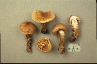 Cortinarius pholideus image