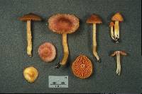 Hygrocybe marginata image