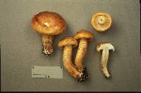 Tricholoma aurantium image