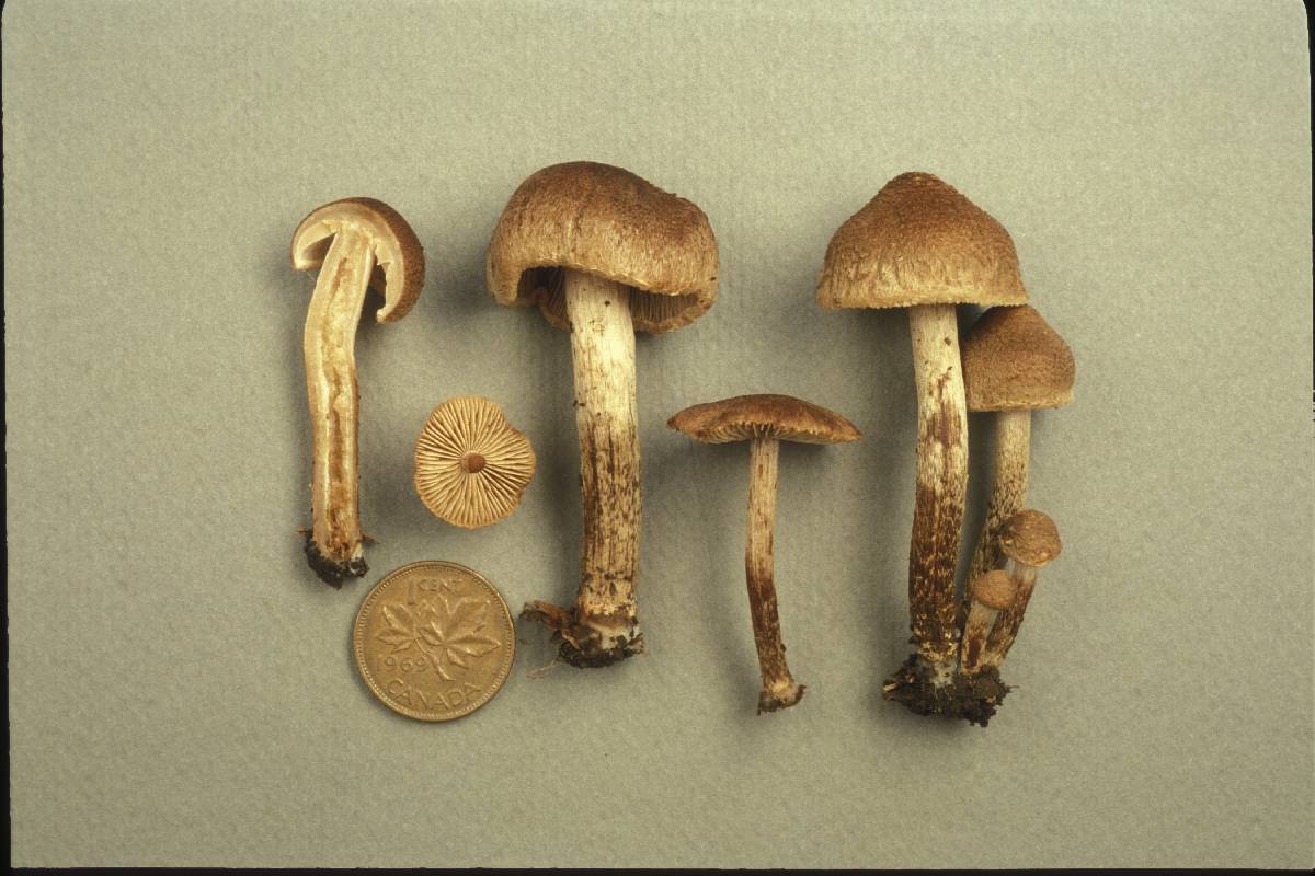 Inocybe ornatipes image