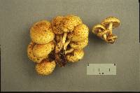 Pholiota limonella image