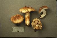 Tricholoma ferrugineum image