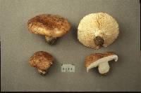 Tricholoma populinum image