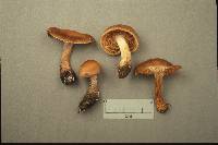 Cortinarius subbalaustinus image