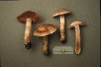 Cortinarius lucorum image