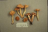 Cortinarius jubarinus image