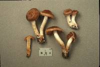 Cortinarius subrigens image