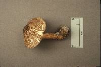 Lepiota cortinarius image