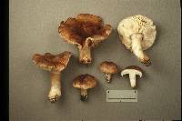 Tricholoma pessundatum image