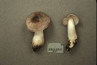 Tricholoma pseudoterreum image