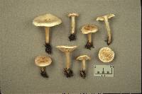 Ripartites tricholoma image