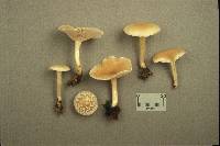 Clitocybe diatreta image