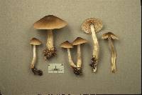 Entoloma turbidum image