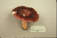 Russula xerampelina image