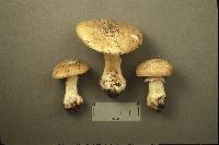 Amanita crenulata image