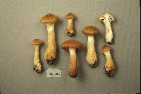 Armillaria sinapina image