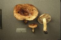 Tricholoma pessundatum image