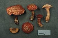 Suillus pictus image