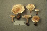 Clitocybe phyllophila image