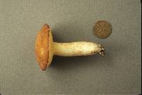 Suillus brevipes image