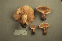 Clitocybe martiorum image