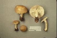 Clitocybe coniferophila image