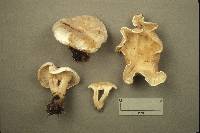 Clitocybe catervata image