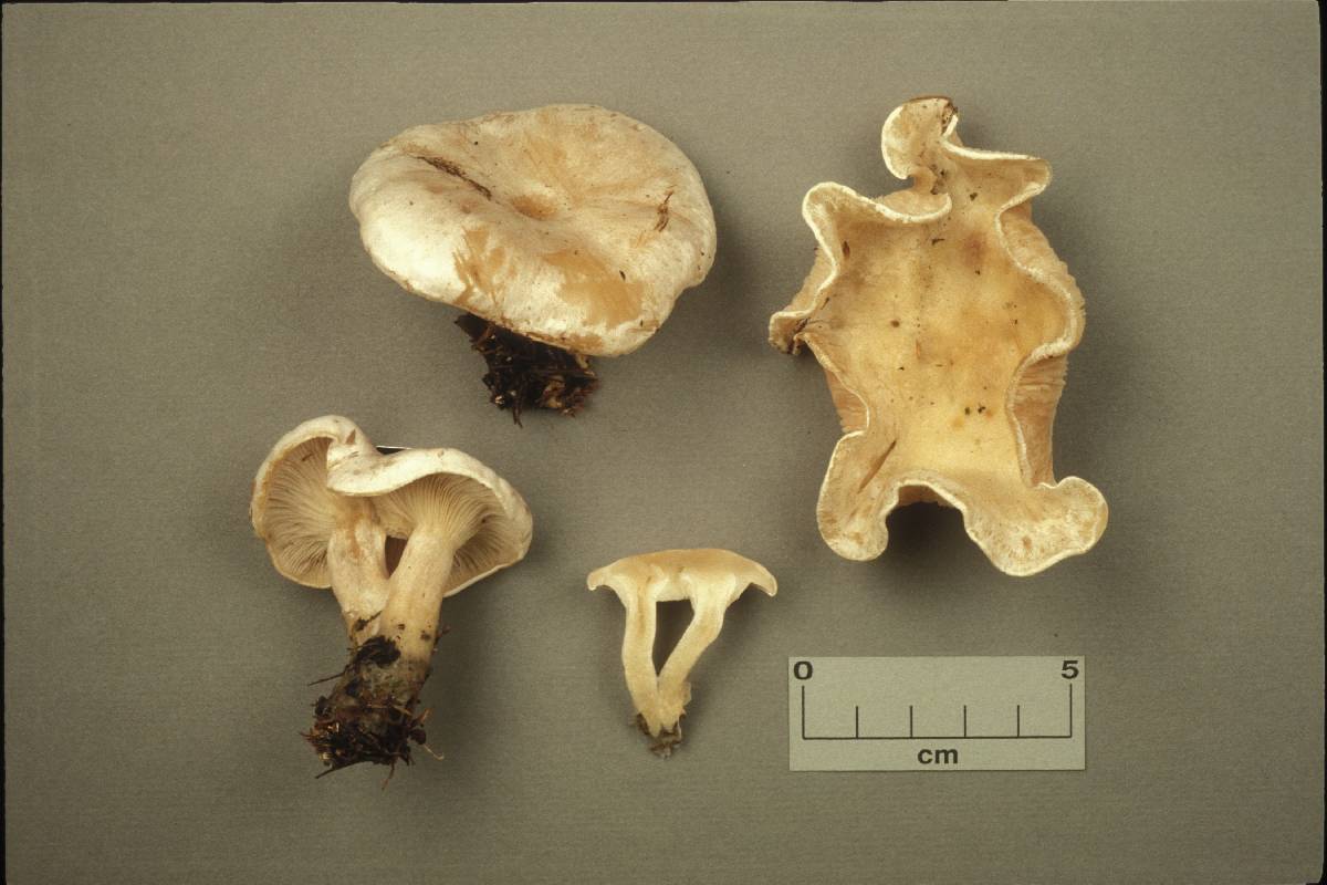 Clitocybe catervata image