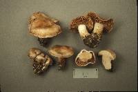 Cortinarius urbicus image