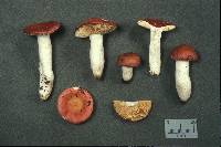 Russula risigallina image