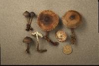 Mycena maculata image