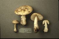 Amanita crenulata image