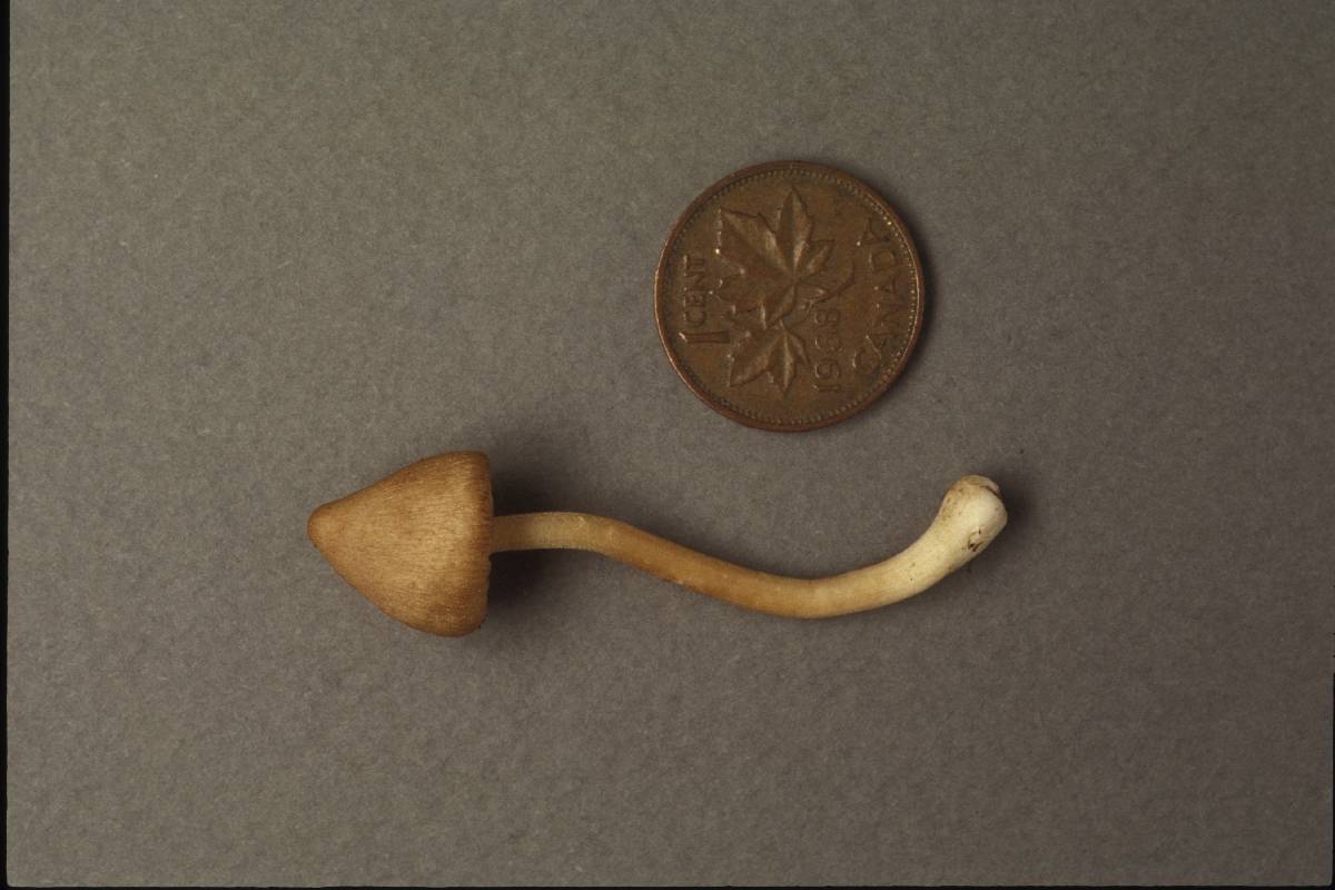 Inocybe viscosissima image