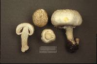 Agaricus arvensis image