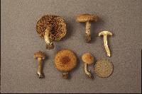 Inocybe marmoripes image