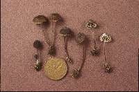 Mycena abramsii image